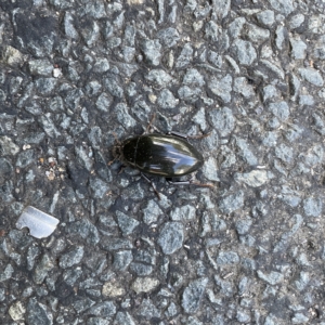 Hydrophilus sp. (genus) at Braddon, ACT - 20 Apr 2023