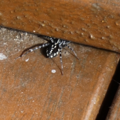 Nyssus coloripes (Spotted Ground Swift Spider) at Queanbeyan, NSW - 15 Apr 2023 by Paul4K