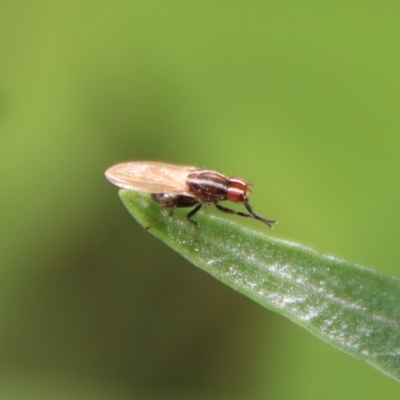 Poecilohetaerus aquilus (A lauxaniid fly) at Hughes, ACT by LisaH