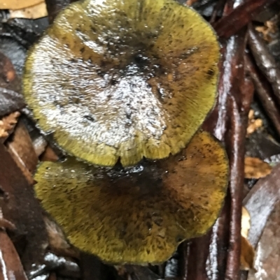 Unidentified Fungus at Cape Pillar, TAS - 12 Apr 2023 by MattFox