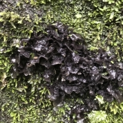Unverified Fungus at Cape Pillar, TAS - 13 Apr 2023 by MattFox