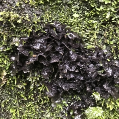 Unidentified Fungus at Cape Pillar, TAS - 12 Apr 2023 by MattFox