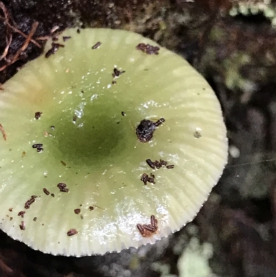 Unidentified Fungus at Cape Pillar, TAS - 12 Apr 2023 by MattFox