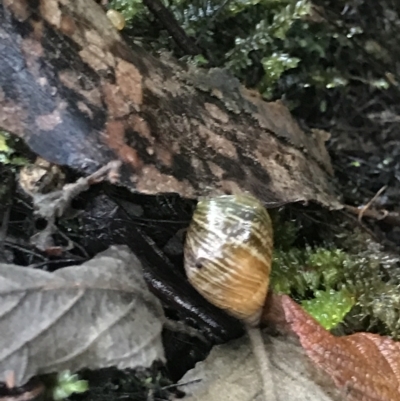 Bothriembryon tasmanicus (Tasmanian Tapered Snail) at Cape Pillar, TAS - 13 Apr 2023 by MattFox