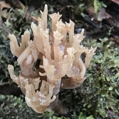 Artomyces sp. (A coral fungus) at Cape Pillar, TAS - 13 Apr 2023 by MattFox