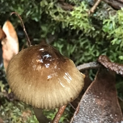 Mycena sp. (genus) (Mycena) at Cape Pillar, TAS - 13 Apr 2023 by MattFox