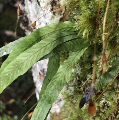 Notogrammitis billardierei (Finger Fern) at Cape Pillar, TAS - 13 Apr 2023 by MattFox