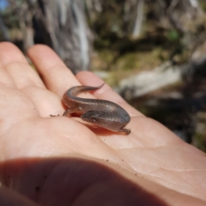 Saproscincus mustelinus at Tinderry, NSW - 21 Apr 2023