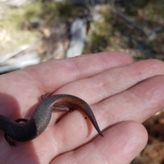 Saproscincus mustelinus at Tinderry, NSW - 21 Apr 2023