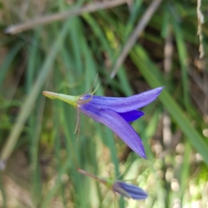 Wahlenbergia stricta subsp. stricta at Tinderry, NSW - 21 Apr 2023