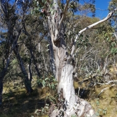 Eucalyptus pauciflora subsp. pauciflora at Tinderry, NSW - 21 Apr 2023