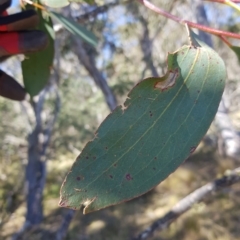 Eucalyptus pauciflora subsp. pauciflora at Tinderry, NSW - 21 Apr 2023