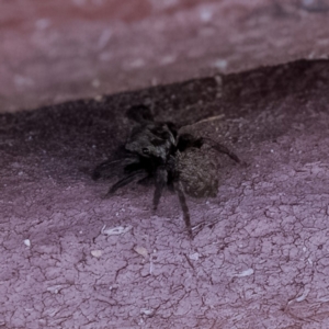 Salticidae (family) at Paddys River, ACT - 14 Apr 2023 11:35 AM