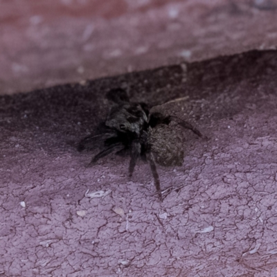 Salticidae (family) (Jumping spider) at Paddys River, ACT - 14 Apr 2023 by CanberraDSN