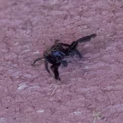 Salticidae (family) at Paddys River, ACT - 14 Apr 2023 11:35 AM