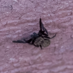 Salticidae (family) at Paddys River, ACT - 14 Apr 2023 11:35 AM