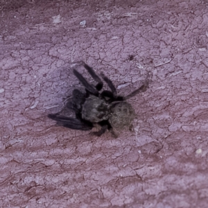 Salticidae (family) at Paddys River, ACT - 14 Apr 2023