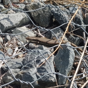 Eulamprus heatwolei at Karabar, NSW - 26 Mar 2023