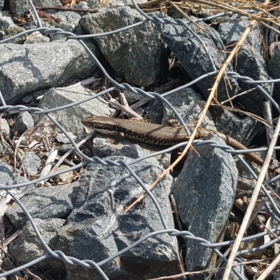 Eulamprus heatwolei (Yellow-bellied Water Skink) at Karabar, NSW - 26 Mar 2023 by danswell