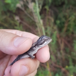 Pogona barbata at Greenleigh, NSW - suppressed