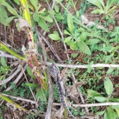 Pogona barbata at Greenleigh, NSW - suppressed