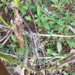 Pogona barbata at Greenleigh, NSW - suppressed