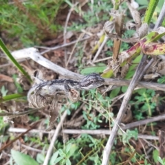 Pogona barbata at Greenleigh, NSW - 26 Mar 2023