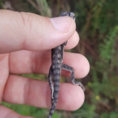 Pogona barbata at Greenleigh, NSW - suppressed