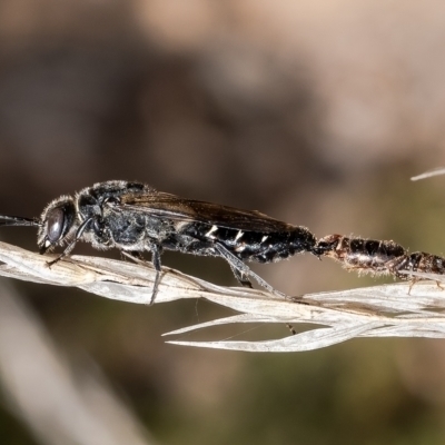 Tiphiidae (family) (Unidentified Smooth flower wasp) at Bruce, ACT - 20 Apr 2023 by Roger
