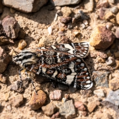 Apina callisto (Pasture Day Moth) at O'Connor, ACT - 21 Apr 2023 by Roger