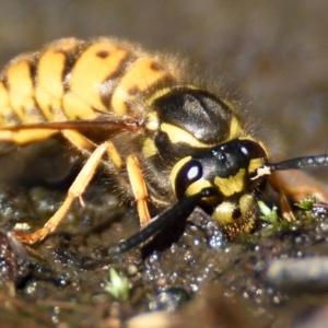 Vespula germanica at Acton, ACT - 21 Apr 2023