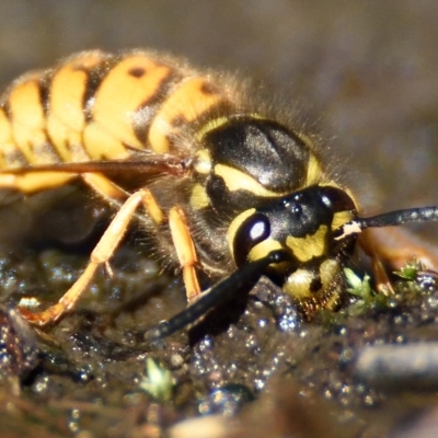 Vespula germanica (German Yellowjacket Wasp (also known as European Wasp)) at Acton, ACT - 21 Apr 2023 by Thurstan