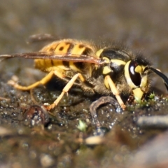 Vespula germanica at Acton, ACT - 21 Apr 2023