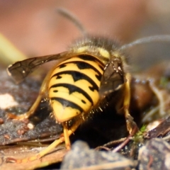 Vespula germanica at Acton, ACT - 21 Apr 2023