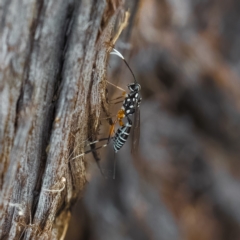 Xanthocryptus novozealandicus at Paddys River, ACT - 4 Apr 2023 03:33 PM