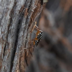 Xanthocryptus novozealandicus at Paddys River, ACT - 4 Apr 2023 03:33 PM