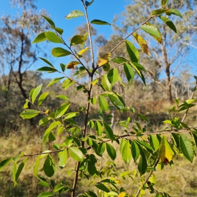Ulmus parvifolia (Chinese Elm) at O'Malley, ACT - 21 Apr 2023 by Mike
