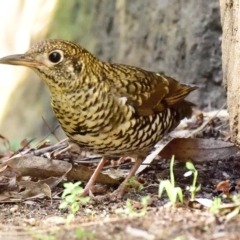 Zoothera lunulata at Acton, ACT - 21 Apr 2023