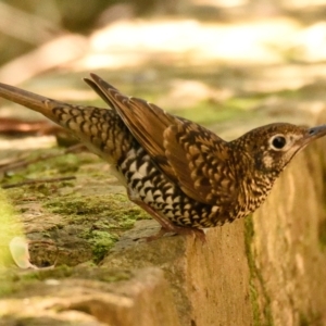 Zoothera lunulata at Acton, ACT - 21 Apr 2023