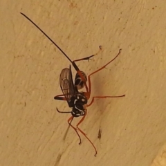 Ichneumonidae (family) (Unidentified ichneumon wasp) at Kambah, ACT - 21 Apr 2023 by HelenCross