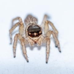 Maratus griseus (Jumping spider) at Penrose, NSW - 20 Apr 2023 by Aussiegall