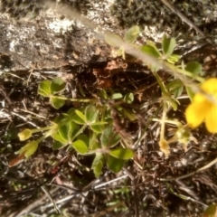 Oxalis sp. at Cooma, NSW - 20 Apr 2023