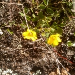 Oxalis sp. at Cooma, NSW - 20 Apr 2023