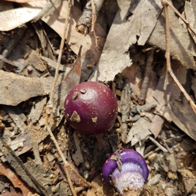 Cortinarius sp. by Aussiegall