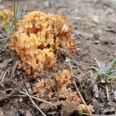 Unidentified Coralloid fungus, markedly branched at Penrose, NSW - 20 Apr 2023 by Aussiegall
