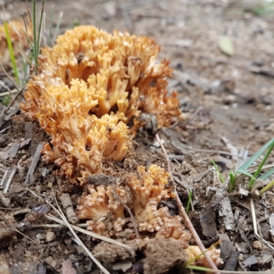 Ramaria sp. by Aussiegall