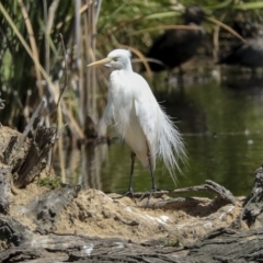 Ardea plumifera (Plumed Egret) at Fyshwick, ACT - 27 Feb 2023 by AlisonMilton