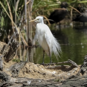 Ardea plumifera at Fyshwick, ACT - 27 Feb 2023