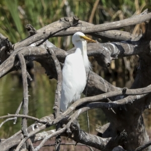 Ardea plumifera at Fyshwick, ACT - 27 Feb 2023