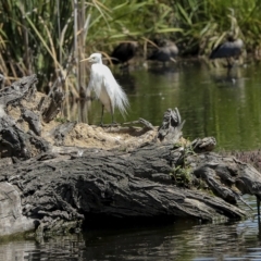 Ardea plumifera at Fyshwick, ACT - 27 Feb 2023